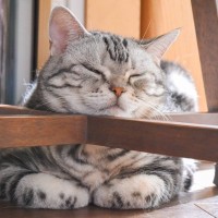猫がベッドの縁などに『あご乗せ』するときの気持ち4選　苦しそうに見えて楽ちんなの？