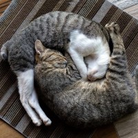 猫たちがくっつく『猫団子』固まりたがる4つの理由　これぞ多頭飼育の醍醐味！