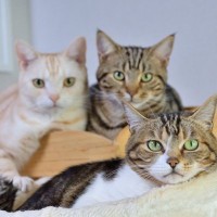 猫の多頭飼育、何匹まで飼っていい？複数の猫と暮らすなら考えたい『適正頭数』5つのポイント
