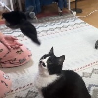猫のために『少し高めのおもちゃ』を買ってきた結果…予想外の『切なすぎる展開』に爆笑する人続出「あるあるｗ」「シュールで笑った」