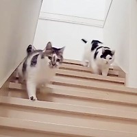 いつもなら起きていない深夜に突然ママが行動し始めたら→『猫の反応』は…？愛おしすぎる姿が7万再生「涙がでた」「何度も見てしまった」