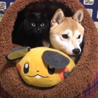 ひとり用サイズのハウスの中で猫と柴犬が…まさかの『一緒に眠ろうとする光景』が尊すぎると57万再生「本当に仲睦まじい」「仲良しすぎ」
