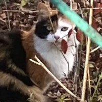 氷点下の厳しい寒さの中で生きていた『野良猫の母子』→保護しに向かった結果が…「マイナス11℃の中で、本当に…」「胸が熱くなった」の声