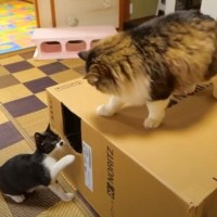 猫3匹が格闘技のように戦った結果…ボス猫が見せた『王者の貫禄』に爆笑の声集まる「吹っ飛ぶ子猫たちｗｗ」「ご飯吹き出すかと思った」