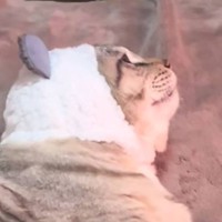 そっぽを向いている猫に『おやつ食べる？』と聞いてみたら…笑撃的すぎる『まさかの反応』が142万再生「頭バウンドｗ」「表情が可愛い」