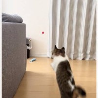 猫のまえで『スーパーボール』を投げてみたら…まさかの『一緒にピョンピョンしちゃう姿』が可愛すぎると26万再生「ウサギ？」「何回も見れる」