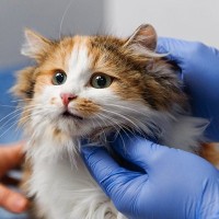猫の甲状腺機能亢進症（バセドウ病）について｜主な症状から治療法まで【現役獣医が解説】