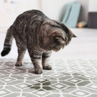 猫の『粗相・嘔吐の跡』をきれいに掃除する方法4選　ニオイや汚れを取り除かないとまたされるかも？