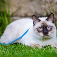 『ポインテッドカラー』の猫種3選　謎多きこの猫柄、温度で色が変わるって本当？