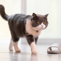 猫の『歩き方』には種類があった！“歩く”にまつわる4つの話　音を立てずに歩ける理由も