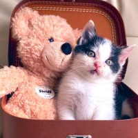 保護した当時は『ぬいぐるみサイズだった子猫』が、現在…ビフォーアフターが素敵すぎると1万いいね「美猫」「食べちゃいたいぐらい可愛い」