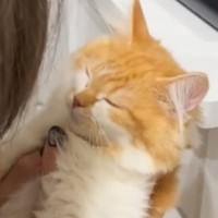 危ないことをした猫を叱っていたら…まさかの『寝たフリをする光景』が64万再生「ちょっと様子伺うの可愛すぎｗ」「子どもと一緒ｗ」