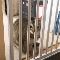 トイレから戻ってきただけなのに…久しぶりの再会かのように『大喜びする猫』が可愛すぎると6万再生「冥利につきるねｗ」「シアワセだなぁ〜」