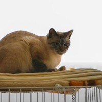 『隠し撮り』猫は留守番中に何してる…？『意外な行動』が切なすぎると83万再生「寂しいよね」「再会のときの反応が可愛い」