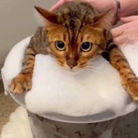 猫を『バケツ風呂』に入れてあげると…あまりにも可愛すぎる『まさかの光景』が13万再生「お顔がたまらん」「お利口で凄い」とSNSで話題に