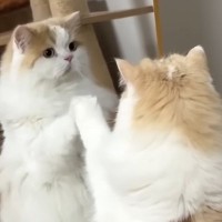 『鏡』を購入したら、猫の反応は……？興味津々な様子が可愛すぎると2万9000再生「なんとなく理解してそうｗ」「誰？誰？って感じｗ」