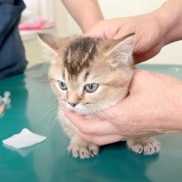 赤ちゃん猫を『初めてのワクチン』に連れて行った結果…意外な反応と『可愛すぎる瞬間』が27万再生「キュンとした」「とっても愛らしい」