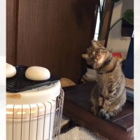 ストーブの上にある『白い物体』が気になった猫…まさかの『動き』がとんでもなく可愛いと734万再生「角度がたまらん」「首がもげちゃうｗ」