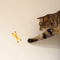 奇妙な動きをするおもちゃを使って『猫と遊んでみた』結果…思わず笑う『可愛すぎる反応』が129万再生「絶妙な位置で笑った」「興味津々ｗ」