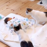 赤ちゃんとの初対面でビビっていた猫たち→６日後になると…あまりにも尊い『まさかの姿』が19万再生「キュンキュンした」「癒された」