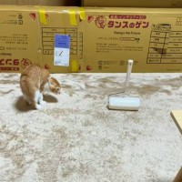 子猫が『コロコロ』とバトルした結果…33万再生突破の『とんでもない動き』に爆笑する人続出「やんのかスライドｗ」「早すぎて追えないｗ」