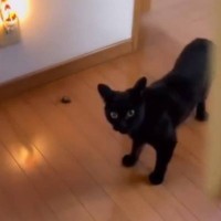 ドアを開けたら目の前にいた猫→何かを持ってきたと思ったら…『衝撃的な贈り物』が216万再生「怒ってるのかと思ったｗ」「お土産ｗｗ」