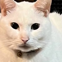 『たまにめちゃくちゃ綺麗に撮れるんよ…』→想像以上に凄すぎた『白猫のギャップ』が45万表示「メイクとすっぴん」「え？同じ猫？？」