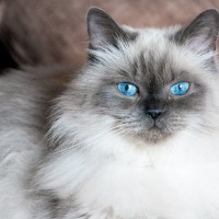 『あまり鳴かない』ことで知られる猫種6つ　逆におしゃべりな猫種もいるの？