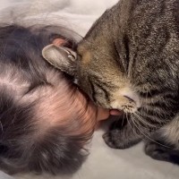 「優しすぎて泣いた」元気がない5歳の女の子に猫が……まさかの行動に涙が止まらないと13万再生「信じられないほどの関係」「感動した」