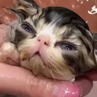生後35日の子猫が初のお風呂→プロが洗った結果…まさかの『可愛すぎる光景』が16万再生「ぬいぐるみに見えた」「ひたすらに尊い」