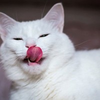 猫がぺろりと『鼻を舐める』意味3選　かわいいけど、ちょっと緊張しているサインかも