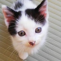 クリクリお目々の『七三分け子猫』が、４年後になると……完全に想定外な『ビフォーアフター』に反響続々「大変身したね」「ボスｗ」