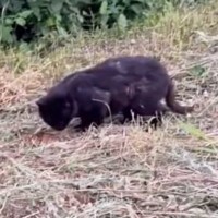 帰り道で偶然出会ったボロボロの黒猫→『首に大きな穴』が開いていて…保護された"現在"の様子に号泣「本当に素敵」「よく頑張ったね」
