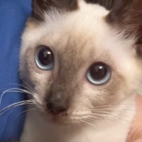 お家に迎えたばかりの頃は『白い部分が多かった子猫』が、半年後…想像以上に変化した『現在の姿』に「別猫みたいｗ」「どちらもめっちゃ可愛い」