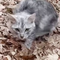 『もう動物は飼わない』と言っていた母→寒空の下にいた子猫と出会った結果……思わず泣ける話に反響続々「なんて素敵」「心温まる」