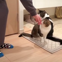 突然見知らぬ美女が遊びに来たら、オス猫が……→『驚きの行動』に爆笑する人続出「そうそう見たことないｗ」「たまらん歓迎だね」と7万再生