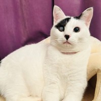 『使い方がおかしいのですが…』猫にベッドを献上したら？→予想外の光景が可愛すぎると21万表示「新しいね」「素晴らしい発想」の声