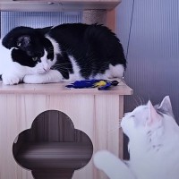 保護した猫たちの『おもちゃのつかまえ方』を比較した結果...個性が光る『可愛すぎる狩りの様子』が４万再生「思わず笑った」「最高ｗ」と絶賛