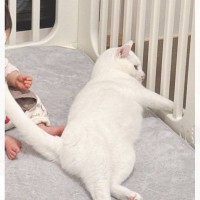 ヒーターの前でくつろいでいた猫→しっぽを見てみると、赤ちゃんが…『まさかの光景』が415万表示「どちらも尊い」「なぜ気づかない！？」