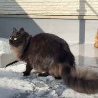 大寒波が到来した日に『黒猫とベランダ』に出たら…クスっと笑える『可愛すぎる光景』が7万再生「足跡にニヤニヤした」「癒しをありがとう」