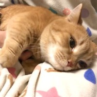 ママの膝の上で甘えていた短足猫→突然噛みついてきて、『腕を上げる』と…尊すぎる光景が136万再生「涙が出る」「あまりにも可愛くて苦しい」