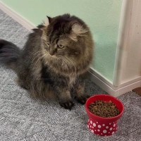 一口もごはんを食べなくなった猫→心配になり病院に向かった結果…判明した『予想外の理由』に「意外だね」「勉強になりました」と8万再生