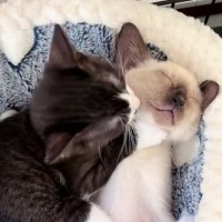 気持ちよさそうに眠っている子猫→激しく毛づくろいされると…『まさかの展開』に爆笑の声「ぬいぐるみかと思ったｗ」「寝る子は育つｗ」