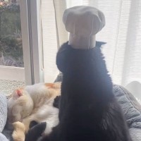 同居猫をこねこねする猫に帽子を被せてみた結果…あまりにも『パン職人すぎる姿』が145万再生「弟子入りしたい」「吹き出してしまった」