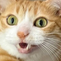 ごはんが食べたくて朝4時半から催促しに来た猫→『迫力満点の表情』が面白すぎると160万表示「目がサイコパス的」「目力強っ！」