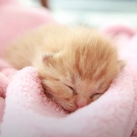 庭にいた『目の開いていない赤ちゃん猫』を保護した結果…2年間の軌跡と『現在の姿』が感動すると14万再生「立派になったね」「破壊的に可愛いｗ」