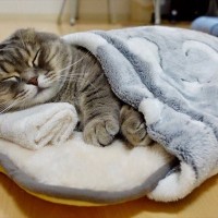 寒がりな猫に『布団』をあげてみたら…可愛すぎ注意な『まさかの光景』が117万再生「癒され度MAX！」「幸せな気持ちになった」