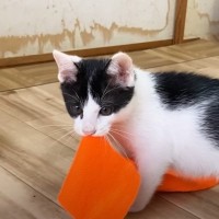 『パパの靴下を奪った子猫』→全然渡そうとしなくて…全速力で『逃げ回る光景』に爆笑の声続出「獲物臭がする靴下？ｗ」「笑っちゃった」