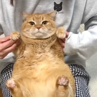 『赤ちゃん』かと思ったらまさかの『ボディービルダー』？11歳のぽっちゃり猫が可愛すぎると４万再生「大会出ますか！」「されるがままｗ」