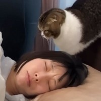 熟睡していたママが猫に叩き起こされた結果…"朝7時のやり取り"に思わず笑ってしまうと10万再生「クリティカルヒット」「とにかく可愛い」